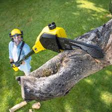 How Our Tree Care Process Works  in  Heath, TX